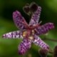 Tricyrtis hirta