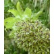 Eucomis bicolor