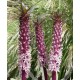 Eucomis comosa 'Oakhurst