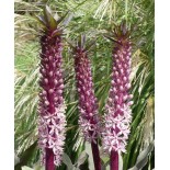 Eucomis comosa 'Oakhurst