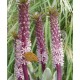 Eucomis comosa 'Oakhurst