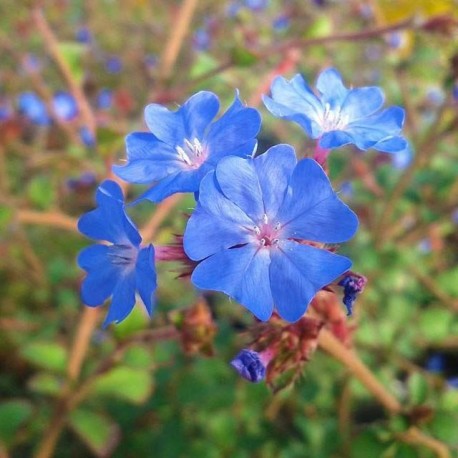 Ceratostigma griffithii