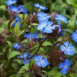 Ceratostigma willmottianum