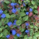 Ceratostigma plumbaginoides
