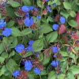 Ceratostigma plumbaginoides