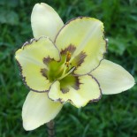 Hemerocallis 'Cat Scratch Fever'