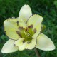 Hemerocallis 'Cat Scratch Fever'