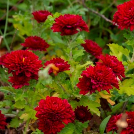 chrysanthemum(Dendrathema) 'Duchess of Edinburg'