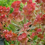 Euphorbia characias 'Galaxy Glow'