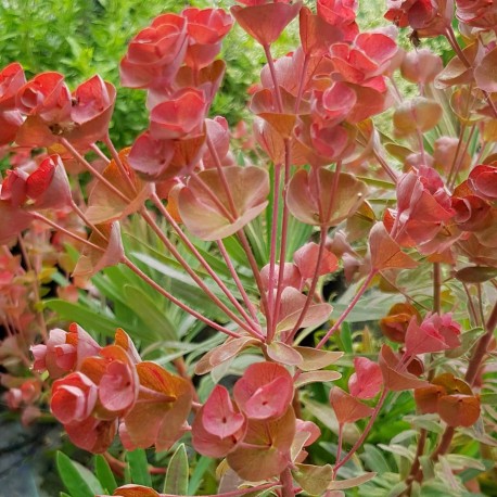 Euphorbia characias 'Galaxy Glow'