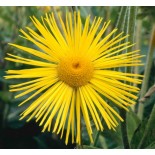 Inula magnifica