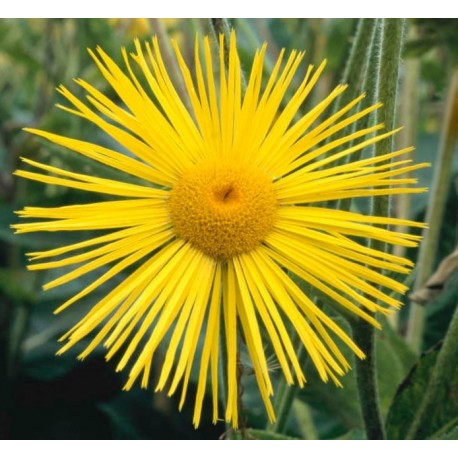 Inula magnifica