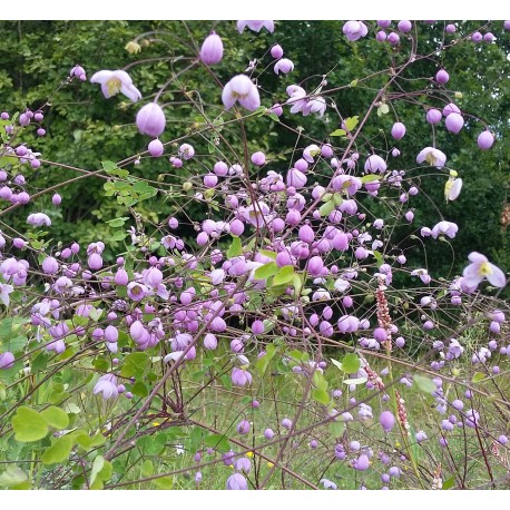 Thalictrum delavayi 'Splendide'