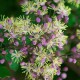 Thalictrum 'Anne
