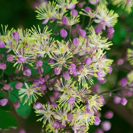 Thalictrum 'Anne