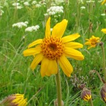 Arnica montana