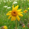 Arnica montana