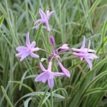 Tulbaghia violacea 'Silver Lace'