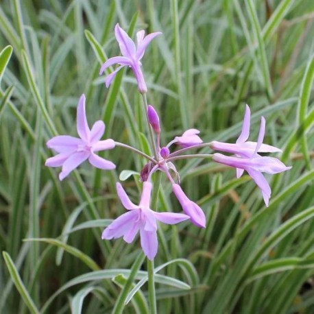 Tulbaghia violacea 'Silver Lace'
