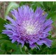 Stokesia laevis 'Mel's Blue'