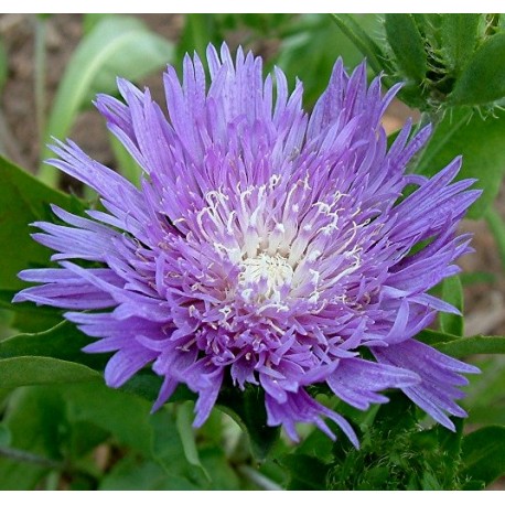 Stokesia laevis 'Mel's Blue'