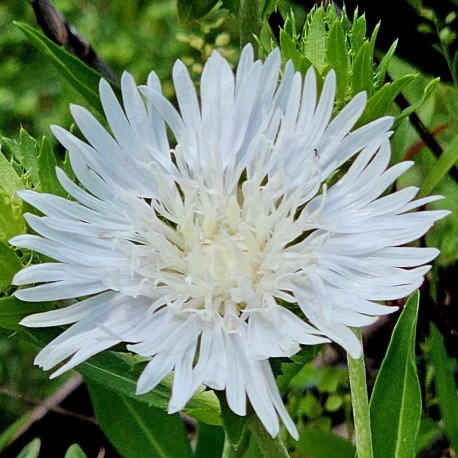 Stokesia laevis