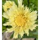 Stokesia laevis 'Mary Gregory'