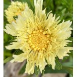Stokesia laevis 'Mary Gregory'