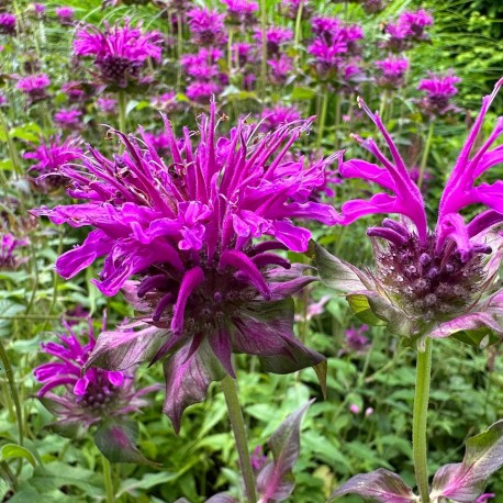 Monarda x 'Scorpion'