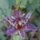 Tricyrtis macropoda 'Nigra'