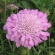 Scabiosa columbaria 'Pinoushion Pink'