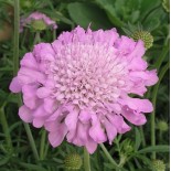 Scabiosa columbaria 'Pinoushion Pink'