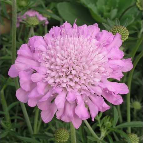 Scabiosa columbaria 'Pinoushion Pink'