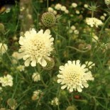 Scabiosa ochroleuca