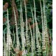 Veronicastrum virginicus 'Album'
