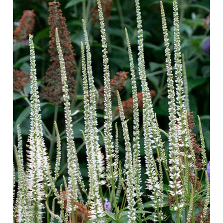 Veronicastrum virginicus 'Album'