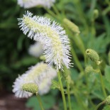 Sanguisorba albiflora
