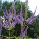 Veronicastrum virginicus 'Lavendelturm'