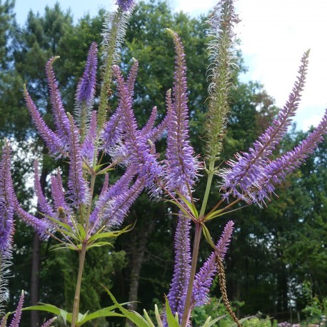 Veronicastrum virginicus 'Lavendelturm'