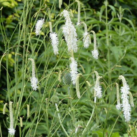 Sanguisorba tenuifolia
