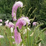 Sanguisorba obtusa 'Pink Brushes'