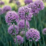 Allium 'Little Saphire'