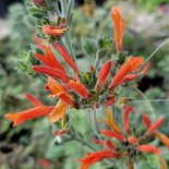 Dicliptera suberecta