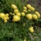 Trollius europeanus 'Sheddar'