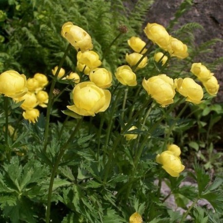 Trollius europeanus 'Sheddar'