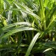 Carex ssp. Nanking