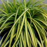 Carex oshimensis 'Eversheen'