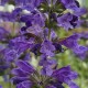 Nepeta x 'Neptune'