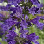 Nepeta x 'Neptune'