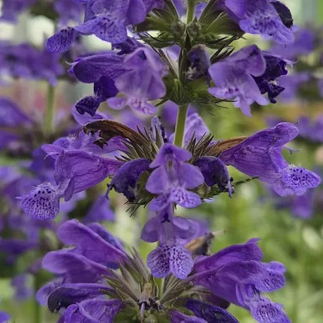Nepeta x 'Neptune'